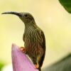 Streaked Spiderhunter, by Saniar Rahman Rahul - Wildlife Photography, Photo of the Day, Photography Awards, Nature Photography, Art Photography