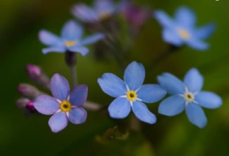 Forget-me-nots by Ola Cedell