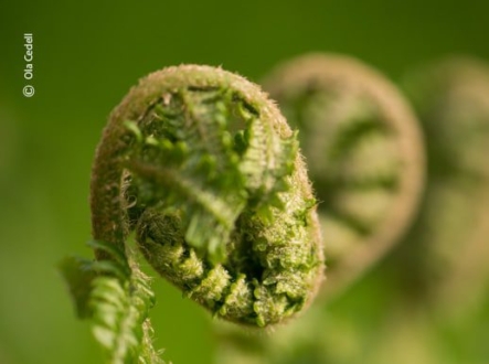 Fern in Spring, by Ola Cedell - Photo of the Day, Close-up Photography, Nature Photography, Award Winning Photography, Photography Courses