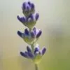 Lavender, by Ola Cedell - Photo of the Day, Close-up Photography, Award Winning Photography, Nature Photography, Ola Cedell