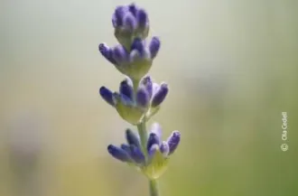 Lavender by Ola Cedell