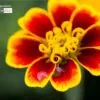 Floral Delight, by Diep Tran - Art Photography, Photo of the Day, Close-up Photography, Photography Awards, Online Photography Courses