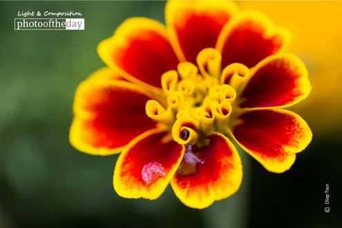 Floral Delight, by Diep Tran - Art Photography, Photo of the Day, Close-up Photography, Photography Awards, Online Photography Courses