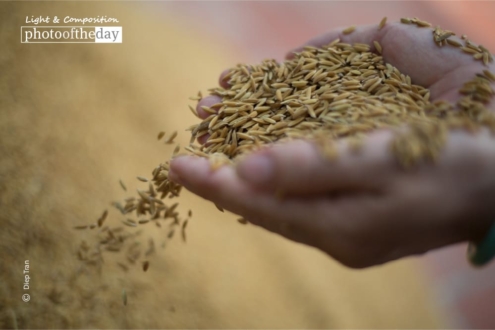 Harvest Time by Diep Tran
