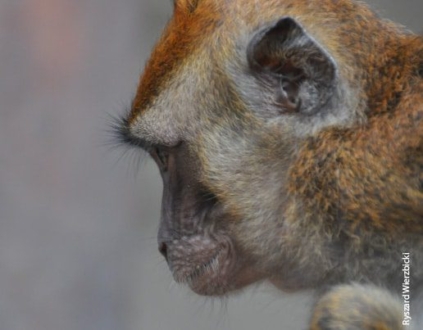 Shopkeeper's Monkey, by Ryszard Wierzbicki - Wildlife Photography, Photojournalism, Photography Awards, Ryszard Wierzbicki, Photo of the Day