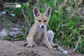 Red Fox in Diyarbakir by Mehmet Masum