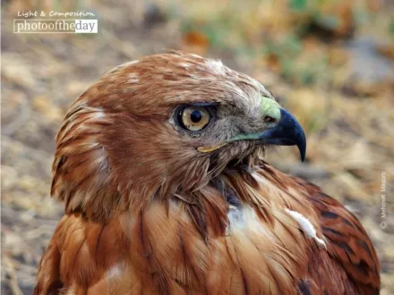 Hawk of Hevsel by Mehmet Masum
