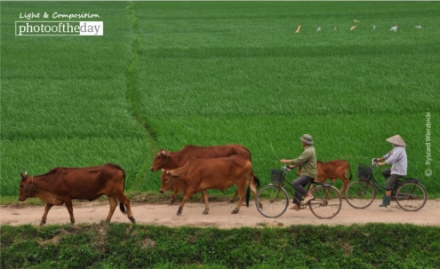 A Road by the Rice Field, by Ryszard Wierzbicki - Travel Photography, Award Winning Photography, Rice Field Photography, Photo of the Day, Ryszard Wierzbicki