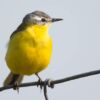 Blue Headed Wagtail, by Rob van der Waal - Wildlife Photography, Bird Photography, Photo of the Day, Nature Photography, Photography Awards