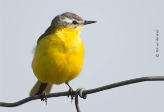Blue Headed Wagtail by Rob van der Waal