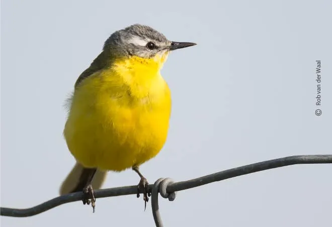 Blue Headed Wagtail by Rob van der Waal