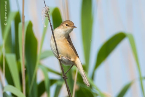 Eye Contact, by Rob van der Waal - Wildlife Photography, Nature Photography, Photo Awards, Photography Education, Online Photography Courses