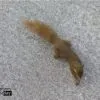 A Squirrel by Siew Bee Lim