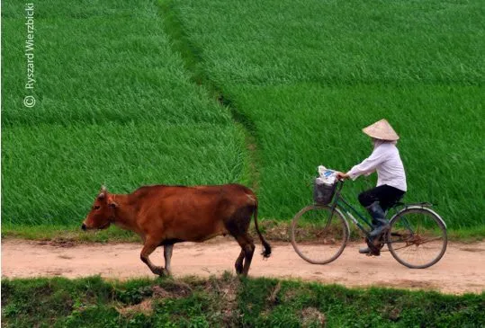 A Cyclist, a Cow, and the Green Field by Ryszard Wierzbicki