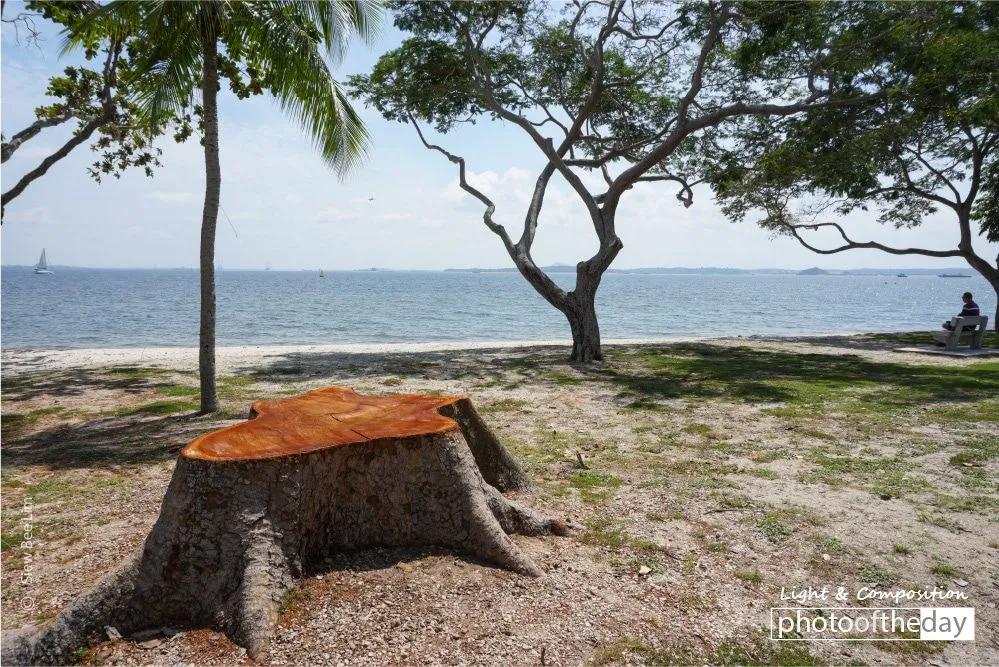 Live and Let Live by Siew Bee Lim