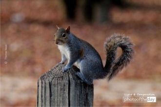 A Squirrel on the Post by Thomas Vasas