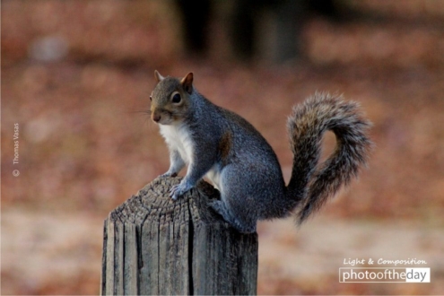 A Squirrel on the Post, by Thomas Vasas - Wildlife Photography, Photo of the Day, Photography Awards, Nature Photography, Thomas Vasas
