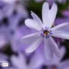 In the Purple, by Thomas Vasas - Macro Photography, Nature Photography, Photo of the Day, Photography Awards, Online Photography Courses