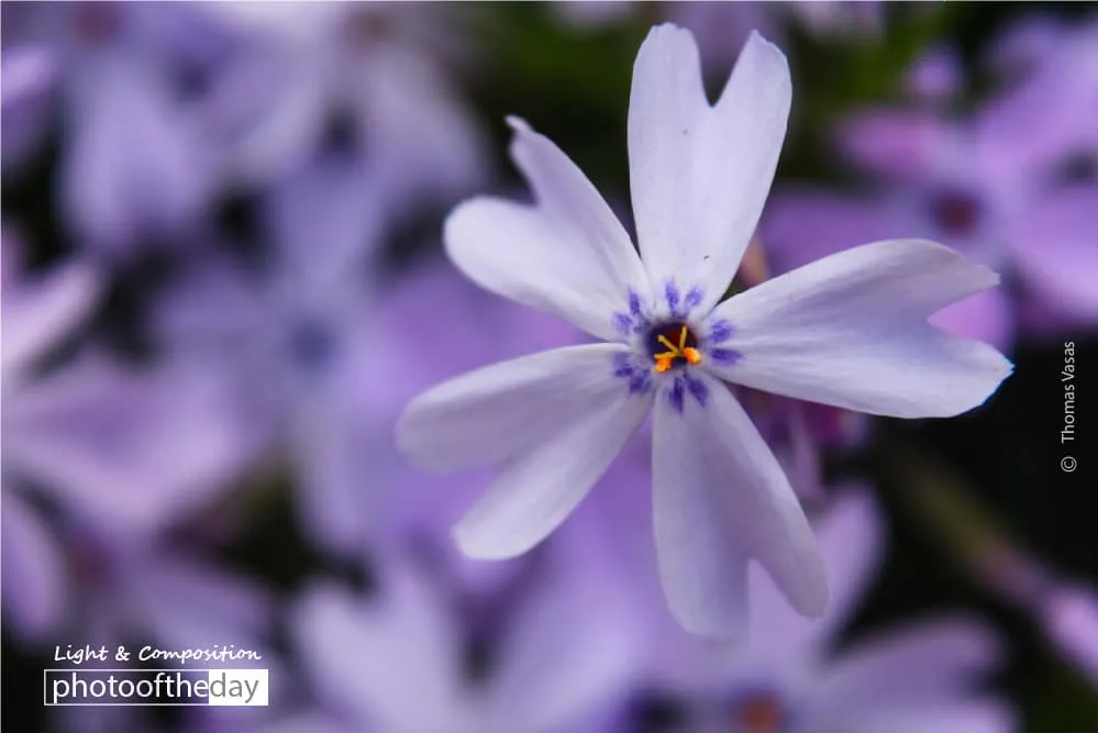 In the Purple by Thomas Vasas