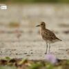 The Migratory Pacific Golden Plover, by Saniar Rahman Rahul - Wildlife Photography, Pacific Golden Plover, Photography Awards, Photo of the Day, Nature Photography