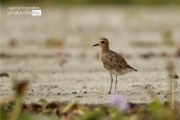 The Migratory Pacific Golden Plover, by Saniar Rahman Rahul