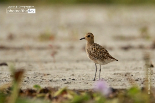 The Migratory Pacific Golden Plover, by Saniar Rahman Rahul - Wildlife Photography, Pacific Golden Plover, Photography Awards, Photo of the Day, Nature Photography