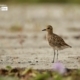 The Migratory Pacific Golden Plover, by Saniar Rahman Rahul