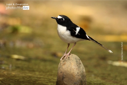 Black-throated Forktail, by Saniar Rahman Rahul - Wildlife Photography, Photo of the Day, Photography Awards, Black-throated Forktail, Nature Photography