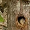 The Linieted Barbet and A Squirrel, by Saniar Rahman Rahul - Wildlife Photography, Photography Awards, Photo of the Day, Nature Photography,  Art Photography