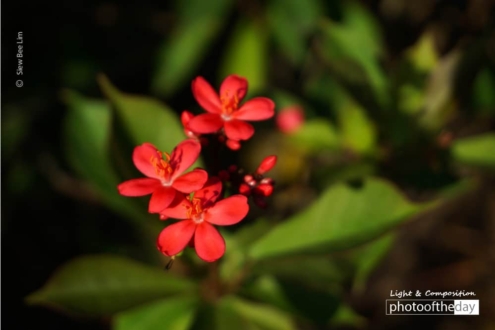 Little Flowers, by Siew Bee Lim - Close-up Photography, Photo of the Day, Photography Awards, Art Photography, Online Photography Courses