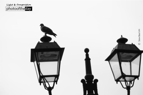 Having a Nap, by Siew Bee Lim - Photo of the Day, Black and White Photography, Photography Awards, Art Photography, Online Photography Courses