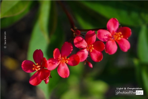 Little Red Flowers, by Siew Bee Lim - Color Photography, Photo of the Day, Photography Awards, Art Photography, Online Photography Courses