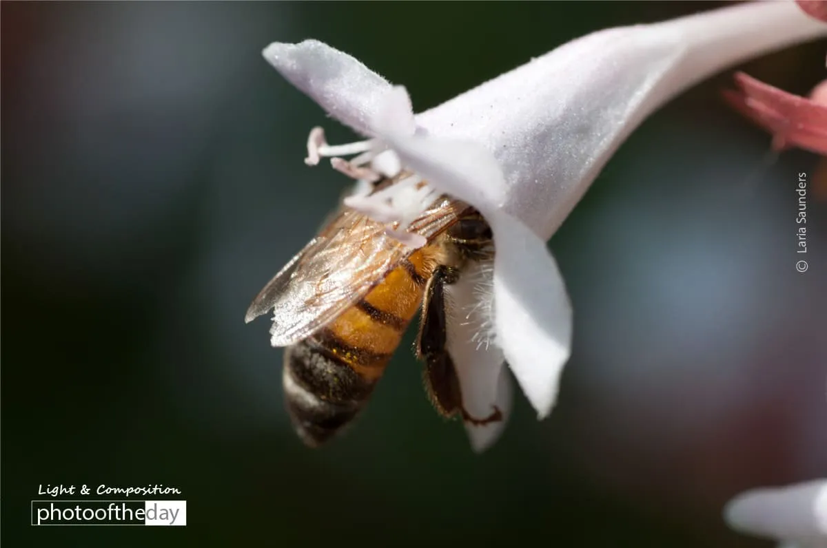 Nectar Lover by Laria Saunders