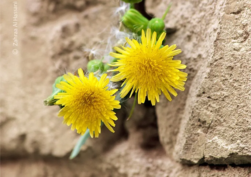 Invincible Flower by Zahraa Al Hassani