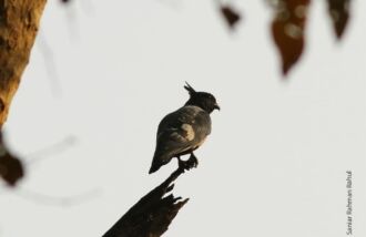 Wildlife Photography, Photo of the Day, Award Winning Photography, Black Baza, Saniar Rahman Rahul – Black Baza, by Saniar Rahman Rahul Black Baza, by Saniar Rahman Rahul - Wildlife Photography, Photo of the Day, Award Winning Photography, Black Baza, Saniar Rahman Rahul