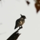 Black Baza, by Saniar Rahman Rahul