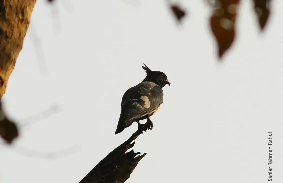 Black Baza, by Saniar Rahman Rahul - Wildlife Photography, Photo of the Day, Award Winning Photography, Black Baza, Saniar Rahman Rahul
