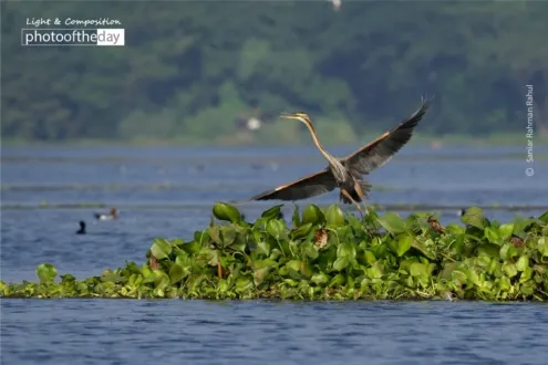The Purple Heron by Saniar Rahman Rahul