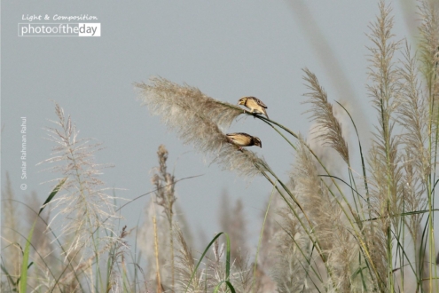 Black Breasted Weaver, by Saniar Rahman Rahul - Wildlife Photography, Photography Awards, Photo of the Day, Black Breasted Weaver, Nature Photography