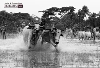 Bull Race by Abhishek Dutta