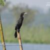 Little Cormorant, by Saniar Rahman Rahul - Wildlife Photography, Photo of the Day, Photography Awards, Nature Photography, Cormorant