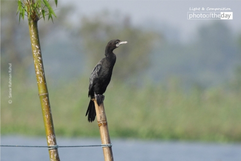 Little Cormorant by Saniar Rahman Rahul