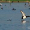 The Tufted Duck, by Saniar Rahman Rahul - Wildlife Photography, Photo of the Day, Photography Awards, Tufted Duck, Saniar Rahman Rahul