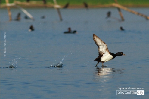 The Tufted Duck, by Saniar Rahman Rahul - Wildlife Photography, Photo of the Day, Photography Awards, Tufted Duck, Saniar Rahman Rahul