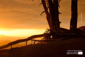 Misty Sunrise by Munish Singla