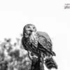 A Symbol of Victory, by Yasef Imroze - Wildlife Photography, Photo of the Day, Photography Awards, Art Photography, Nature Photography