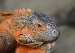 Iguana on Display by Avi Chatterjee