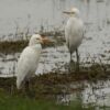 Cattle Egrets, by Saniar Rahman Rahul - Wildlife Photography, Cattle Egrets, Nature Photography, Photo of the Day, Photography Awards