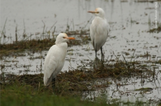 Cattle Egrets by Saniar Rahman Rahul