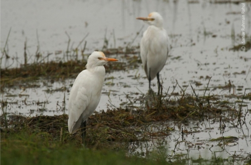 Cattle Egrets, by Saniar Rahman Rahul - Wildlife Photography, Cattle Egrets, Nature Photography, Photo of the Day, Photography Awards